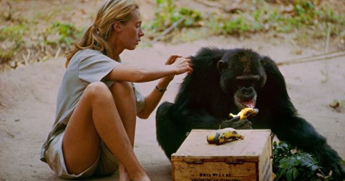 曾被導師騷擾，黑猩猩專家珍・古德：我拒絕他，而他選擇尊重我