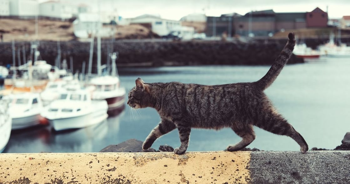 原來是「貓島」！在冰島，每十個人就有一人是貓奴