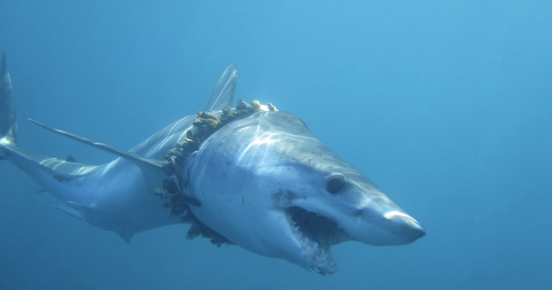 你的每句「方便」，都在殺死鯊魚：1,000 鯊遭塑膠垃圾纏繞