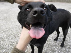 Pay more attention on animal walfare