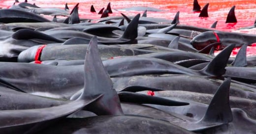 法羅群島被公審的獵鯨儀式：我們的「善良」其實很無知