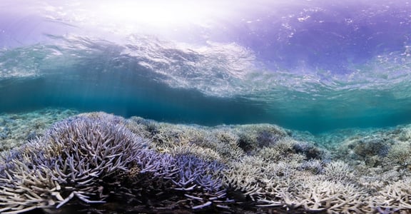 UNESCO 報告：人類再不減排碳，珊瑚礁生態將會消失