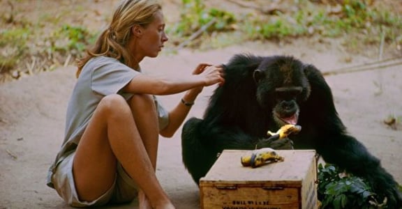 曾被導師騷擾，黑猩猩專家珍・古德：我拒絕他，而他選擇尊重我