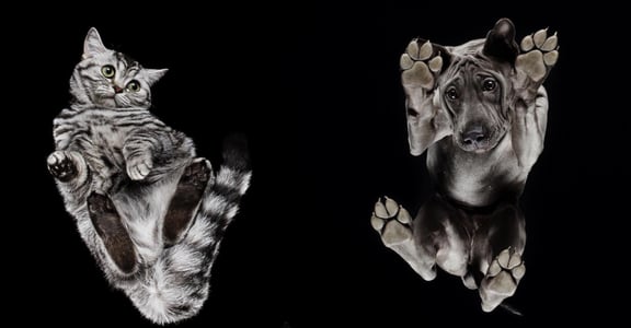 Underlook 攝影集：從動物的角度，來愛護他們