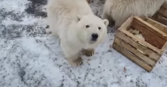 全球暖化危機，50 隻北極熊被迫闖入俄國居民住所