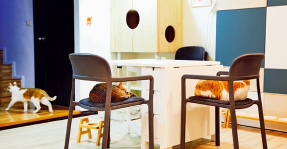 黃阿瑪的後宮生活：最寵貓咪的空間改造術