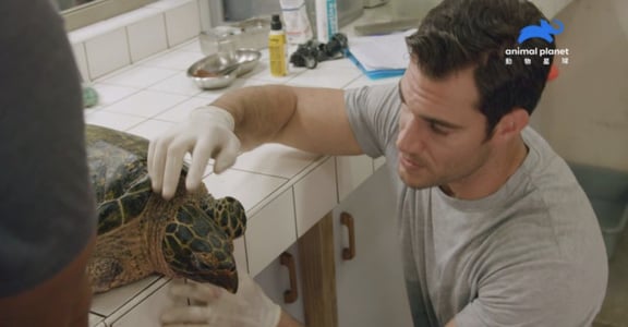 世界海龜日：還給地球，一個更清澈的未來