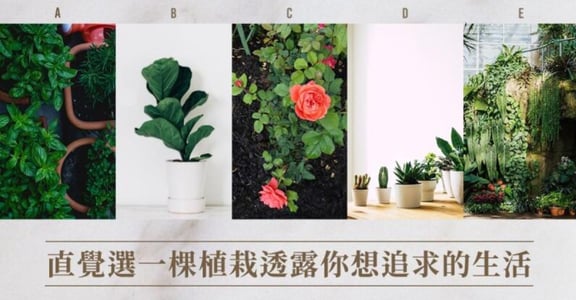 心理測驗｜選一棵植物，透露你目前的心靈狀態，與追求的生活方式