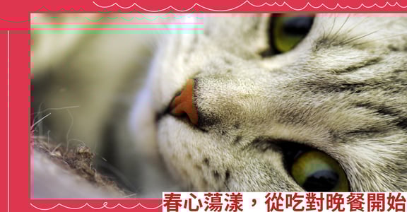 春心蕩漾，從吃對晚餐開始