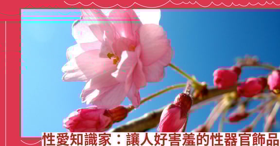 性愛知識家：讓人好害羞的性器官飾品