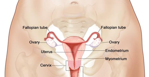 【臉紅英語教室】女人一定要知道的私密處用語！