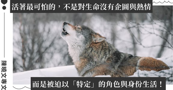 陳曉唯專文｜沒有狼性又怎樣？找到自己角色與屬性，最有幸是你自己