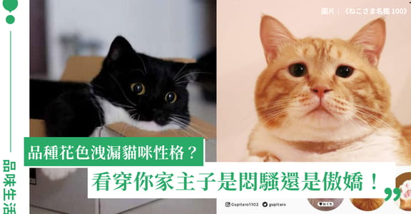 台灣貓咪圖鑑｜貓的個性跟品種有關：虎斑貓悶騷調皮、橘貓愛吃膽小