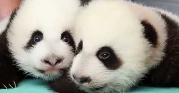 感動推薦！熊貓寶寶的100天全紀錄