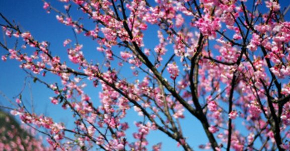 塔羅占卜：三月春暖，我的桃花哪裡開？