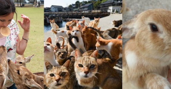 日本自由行新玩法！「兔、貓、鹿」的日本跳島地圖