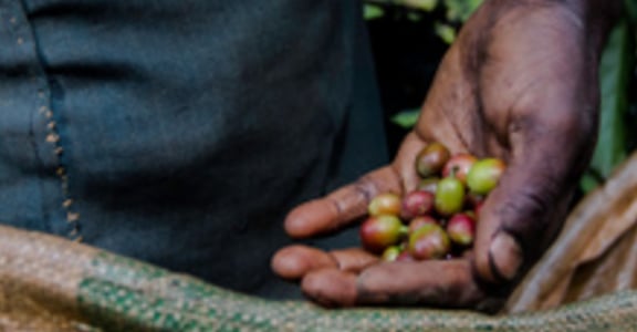 《咖啡癮史》咖啡豆與咖啡樹的偷渡故事