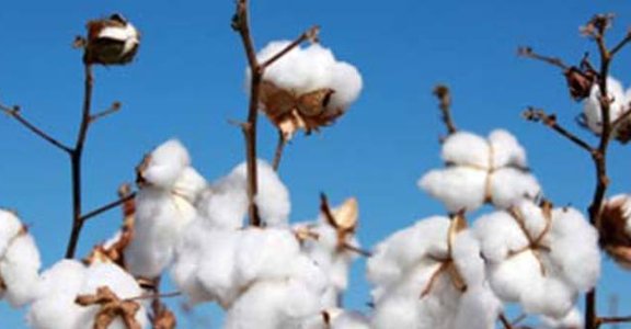 什麼是有機棉 organic cotton
