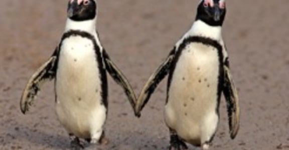 相愛的同志企鵝：相愛是一起走向未來的日子