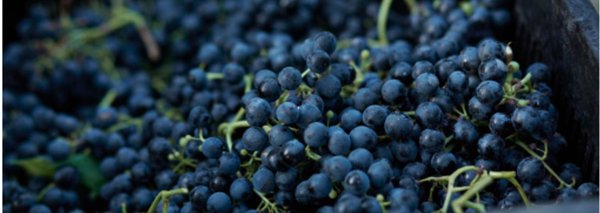 吃葡萄別吐葡萄皮！紫色葡萄的三個營養重點