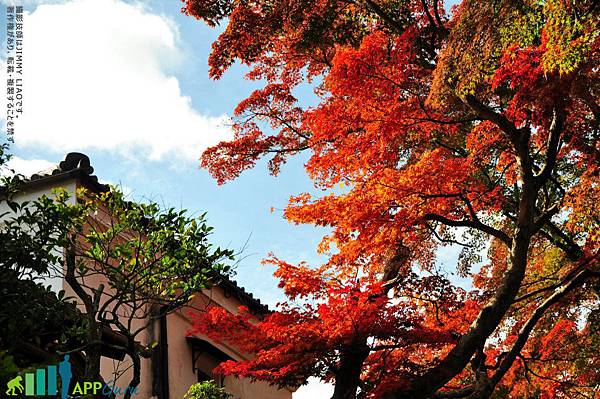 阪本古道的楓紅盛景