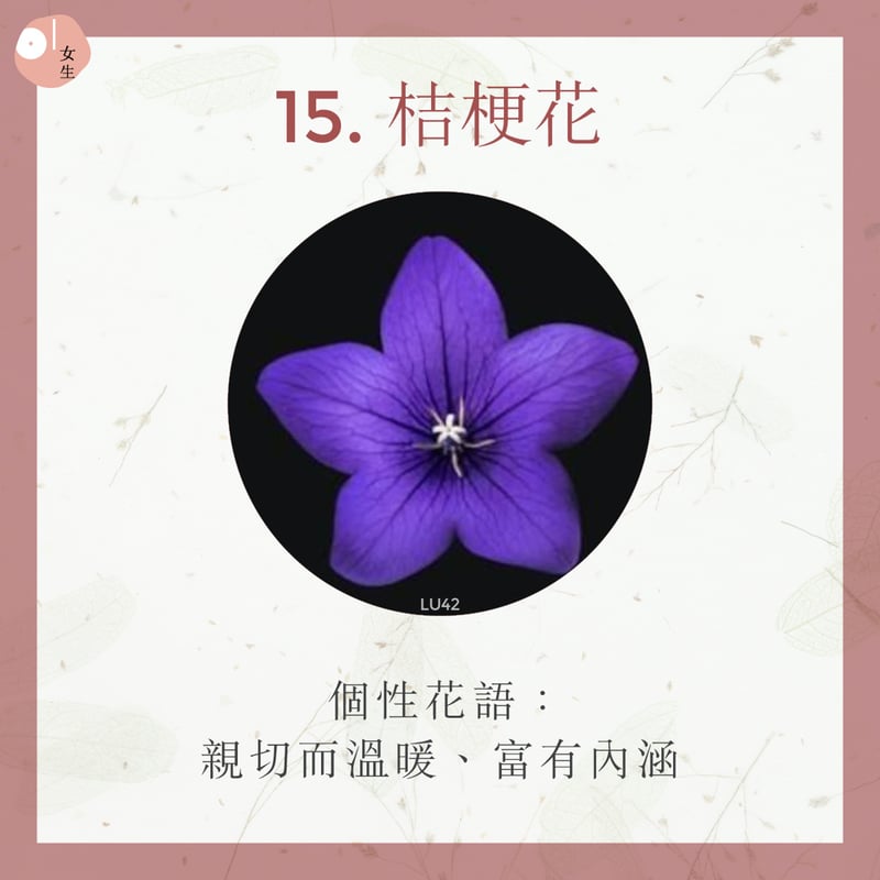 15.桔梗花