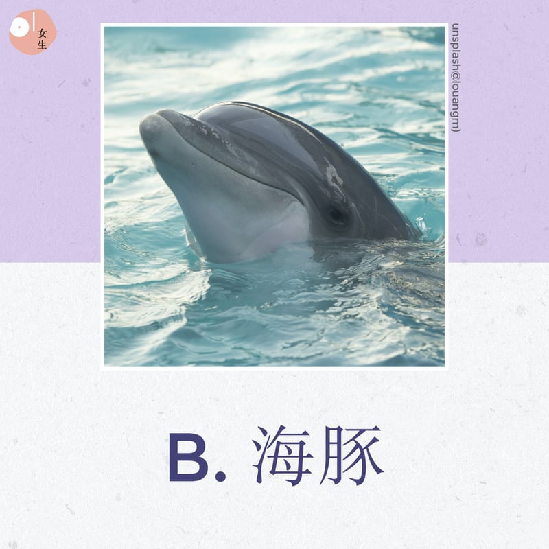 Ｂ：海豚