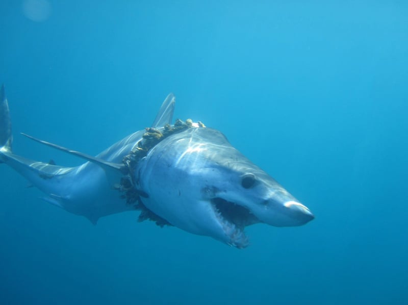 一條尖吻鯖鯊被廢棄漁網繩圈著身軀，繩上都長著藤壺而且勒傷其皮膚與脊椎，顯示該鯊被纏後一直生長。Credit: Daniel Cartamil