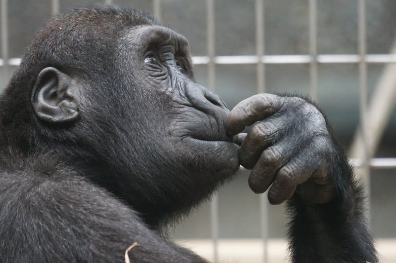 侏儒黑猩猩也有同性性行為的表現