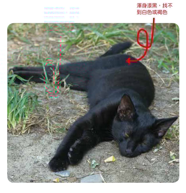 猫的pantone 色号 超疗愈11 种猫咪花色图辑 女人迷womany