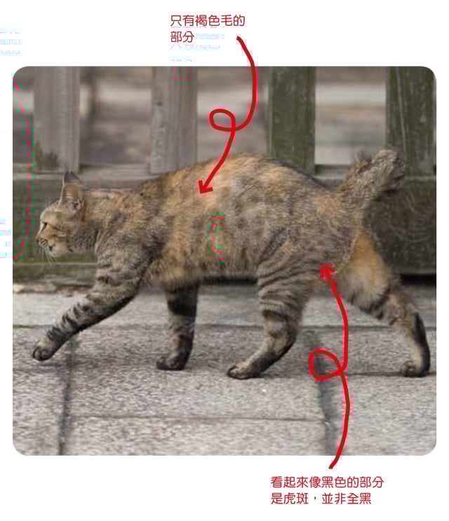 猫的pantone 色号 超疗愈11 种猫咪花色图辑 女人迷womany