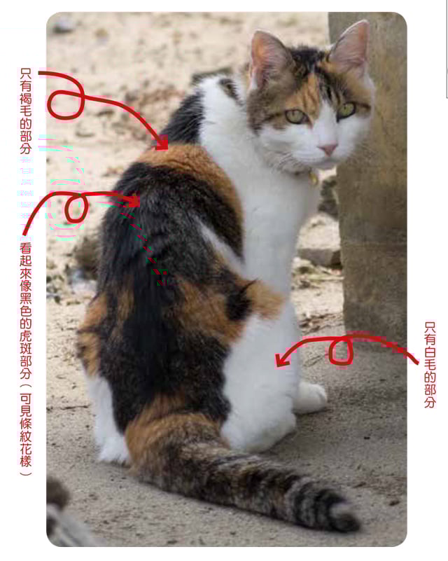 猫的pantone 色号 超疗愈11 种猫咪花色图辑 女人迷womany